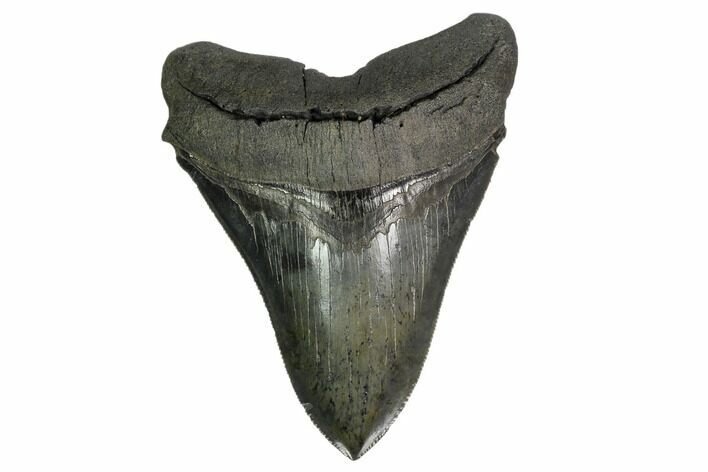 Serrated, Fossil Megalodon Tooth - South Carolina #157847